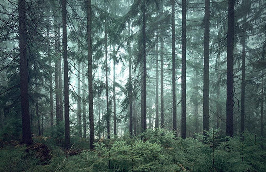 Emerald Forest Mist Landscape Mural Wallpaper