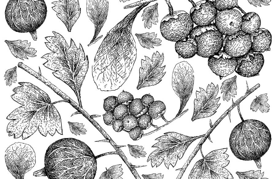 Botanical Sketch Monochrome Mural Wallpaper