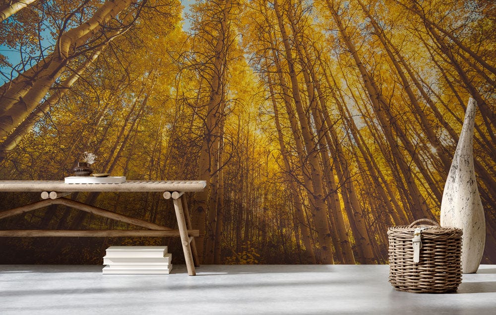 Wallpaper mural featuring a looking-up at autumn birches scene for use in decorating the hallway