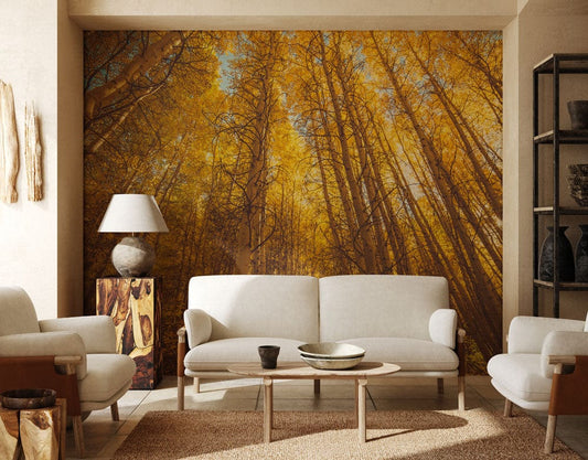 Wallpaper mural with a looking-up at autumn birches scene for use in decorating a living room