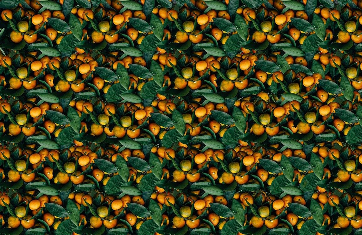 Oranges in Dense, Realistic Detail Wallpaper Mural for Home Decoration
