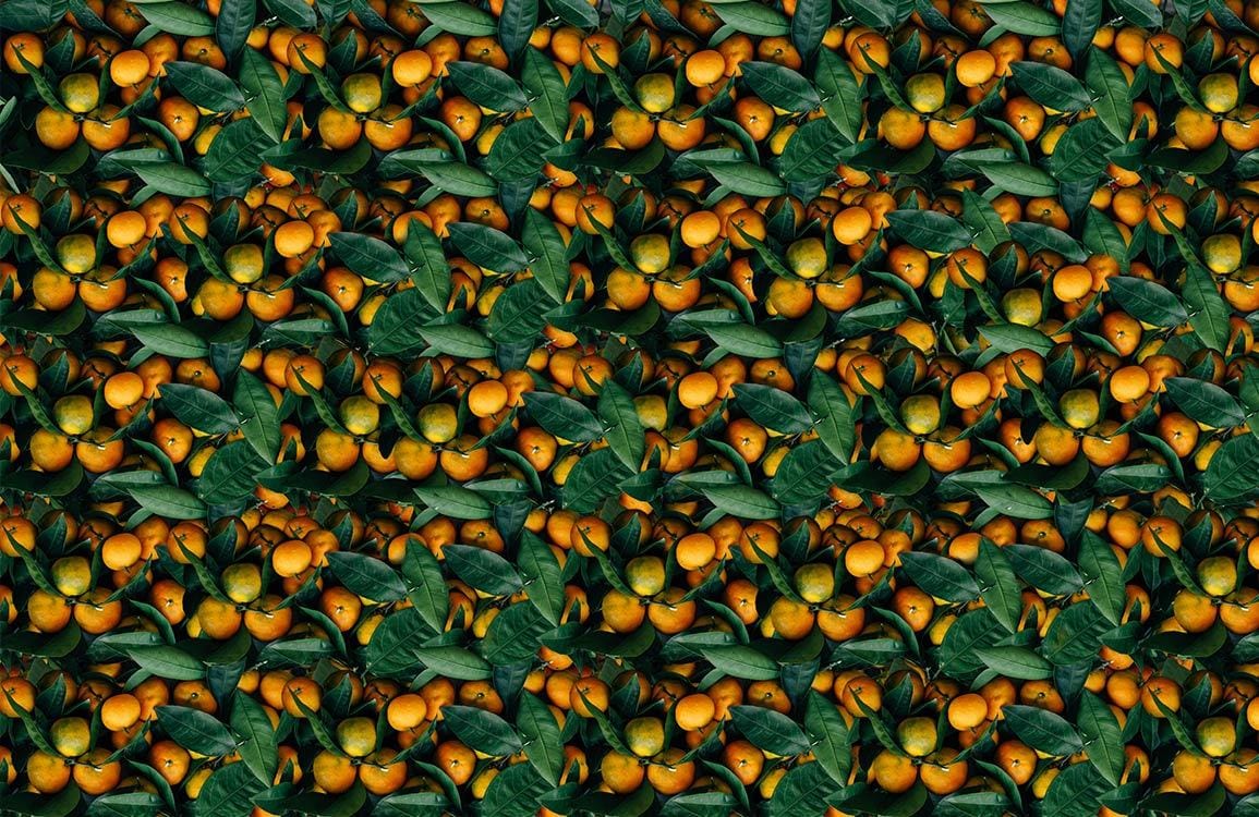 Tropical Citrus Fruit Pattern Mural Wallpaper