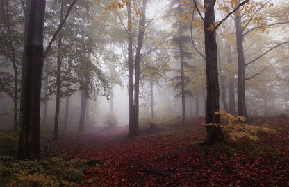 Landscape wallpaper consisting of falling leaves from trees