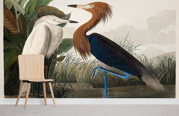 Vintage Illustration Exotic Birds Mural Wallpaper