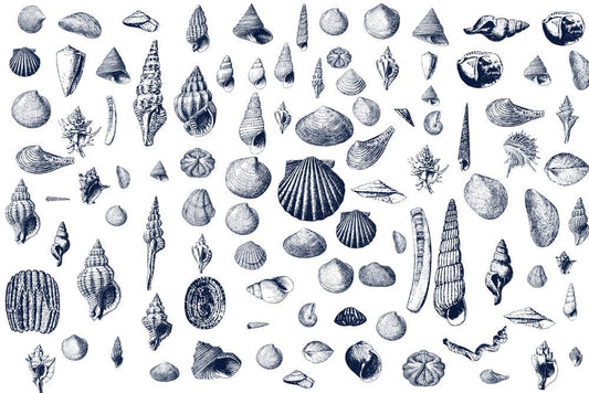blue seashells mural wallpaper for room decor