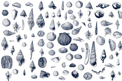 blue seashells mural wallpaper for room decor