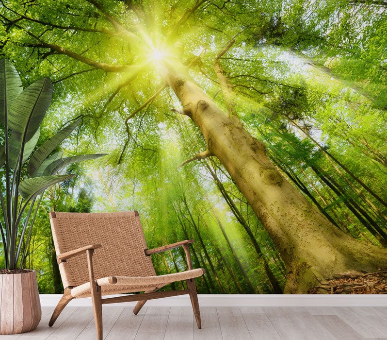 Decorate your hallway with this Shrouded by Trees wallpaper mural.