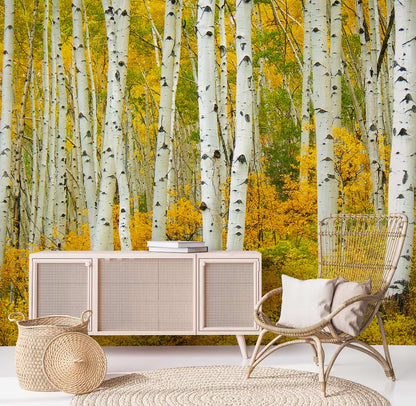 unique golden birches forest wall mural design
