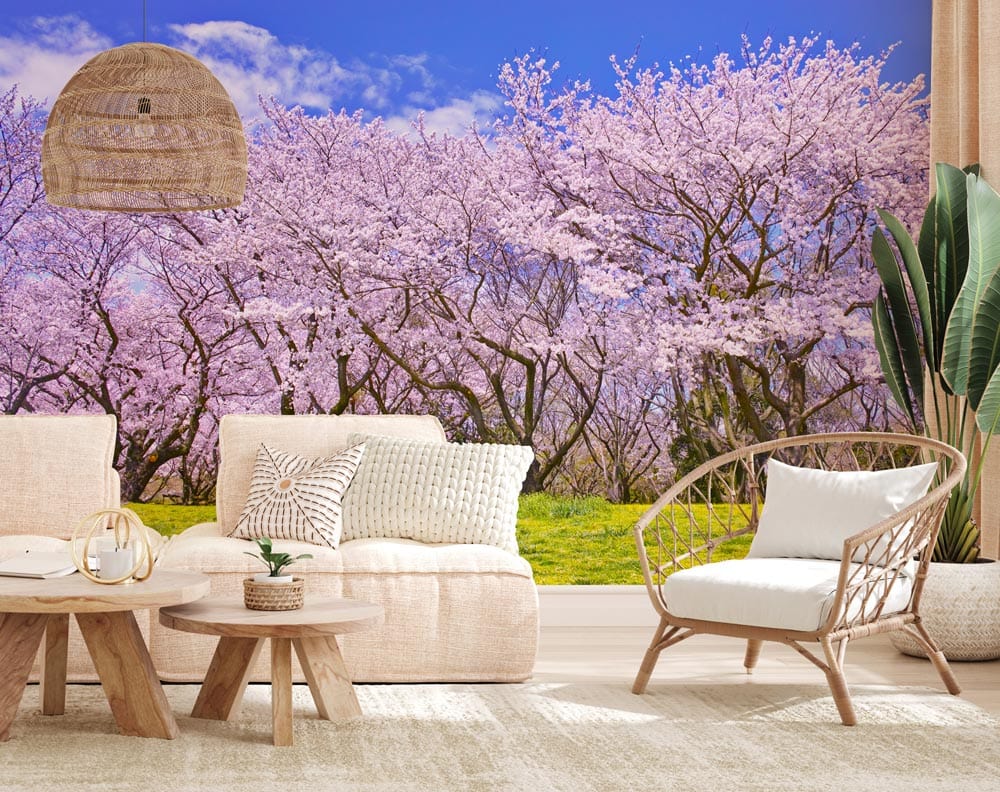 blooming sakura looks like sea under blue sky photo murals