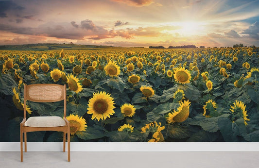 Sunset Sunflower Field Nature Mural Wallpaper