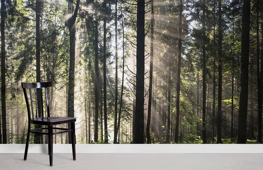 lush forest jungle and bright sunshine wallpaper for room