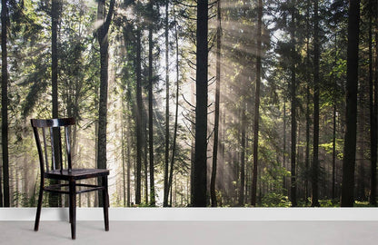 lush forest jungle and bright sunshine wallpaper for room