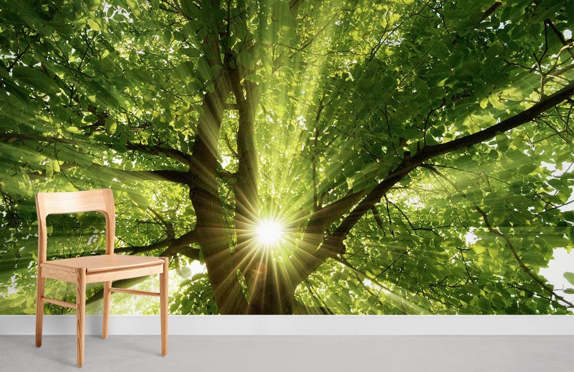 Shape of Sunshine Forest Wallpaper Decoration Idea