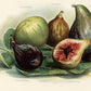 Vintage Fig Custom Fruit Wallpaper Mural Art 