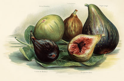 Vintage Fig Custom Fruit Wallpaper Mural Art