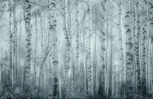 Misty Birch Forest Mural Wallpaper